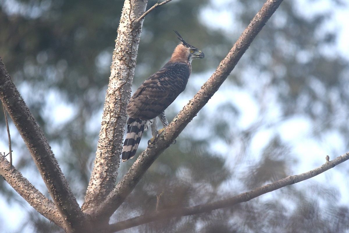 Ornate Hawk-Eagle - Armida Madngisa