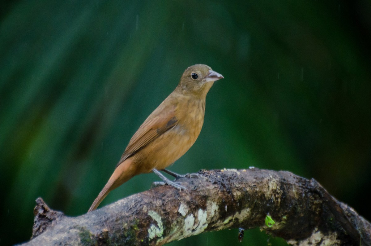 Ruby-crowned Tanager - Marcos Eugênio Birding Guide