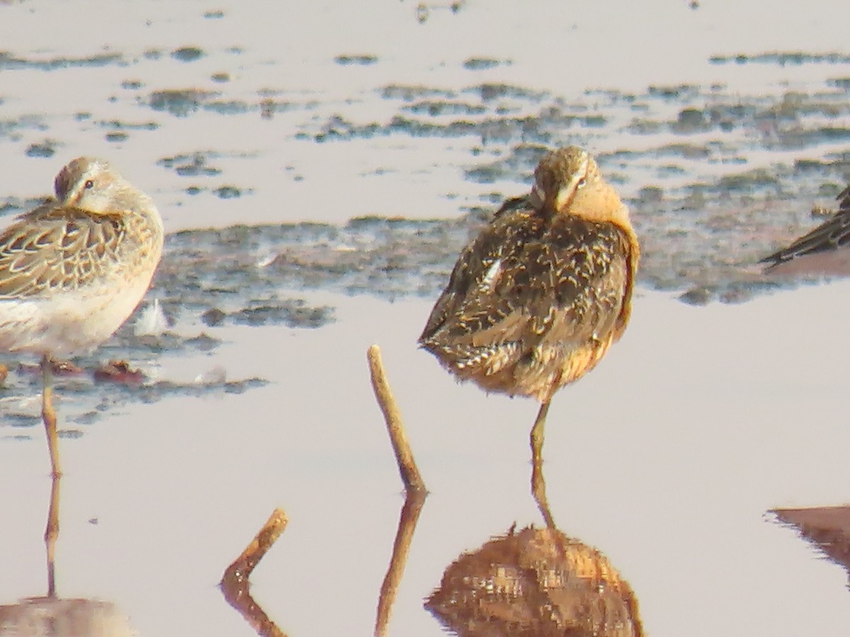 Long-billed Dowitcher - Katherine Holland