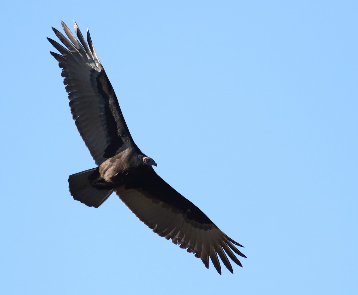 Turkey Vulture - ML365777381