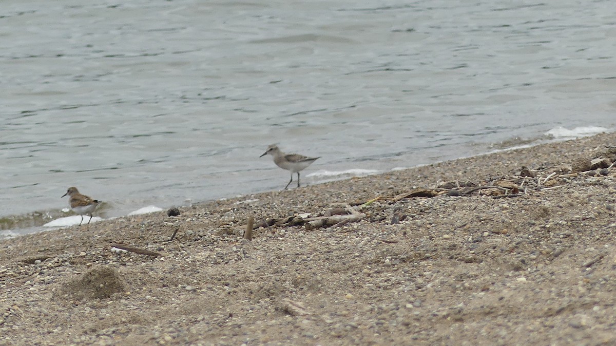 Semipalmated Sandpiper - Leslie Sours
