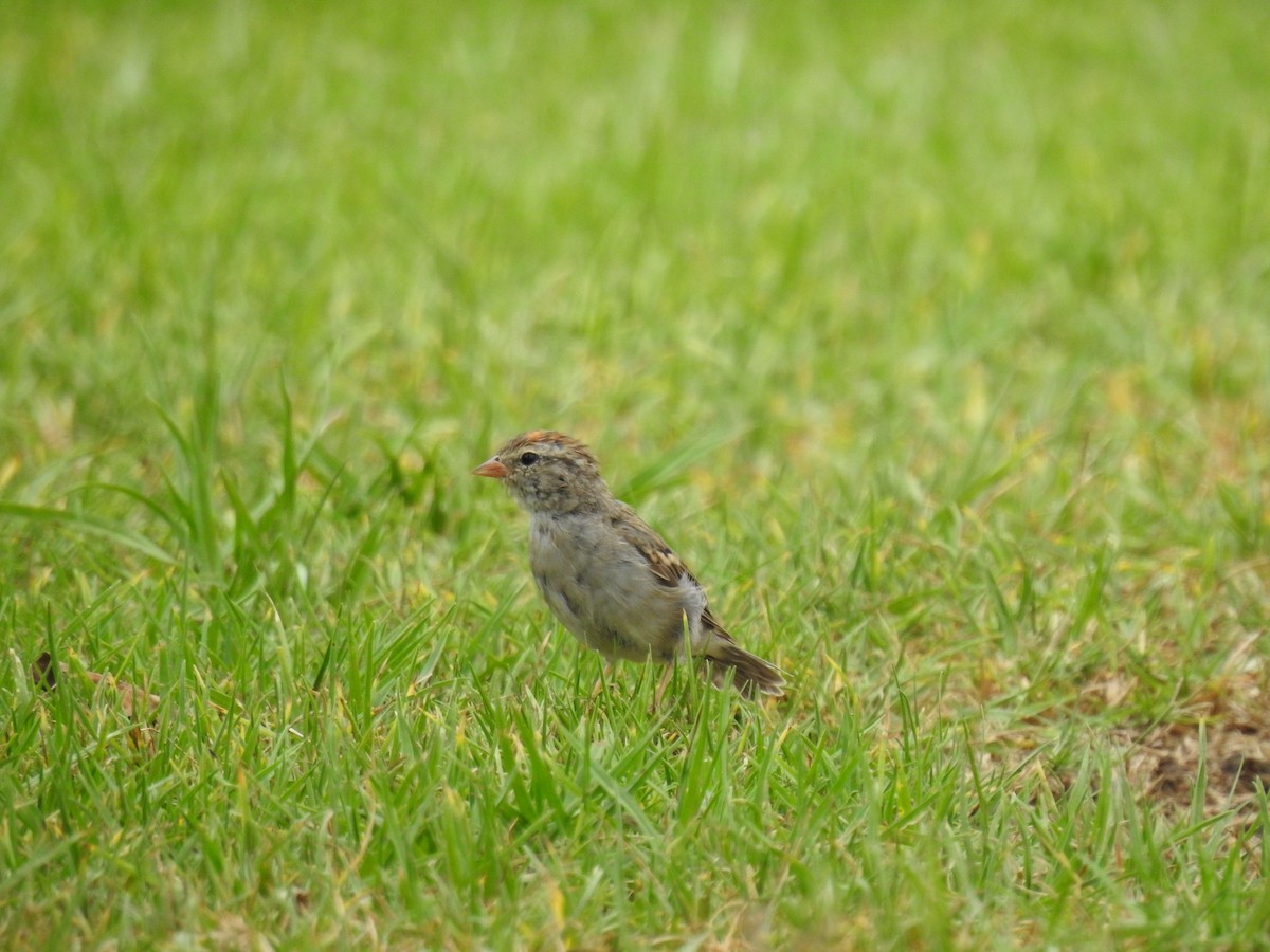 Chipping Sparrow - ML365787611