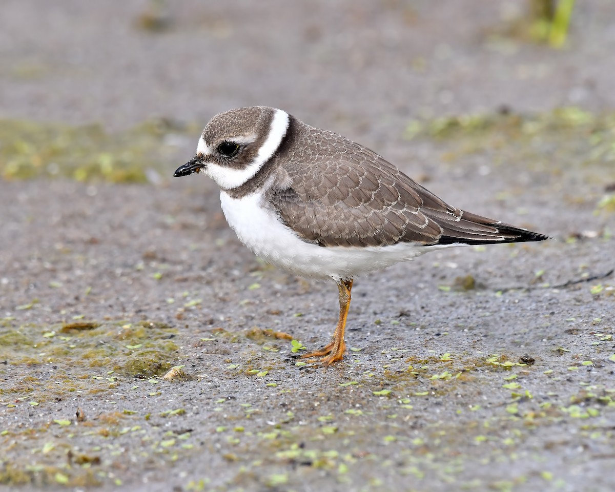 Semipalmated Plover - ML365795581