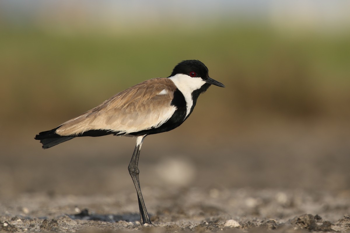 Spur-winged Lapwing - ML365795681