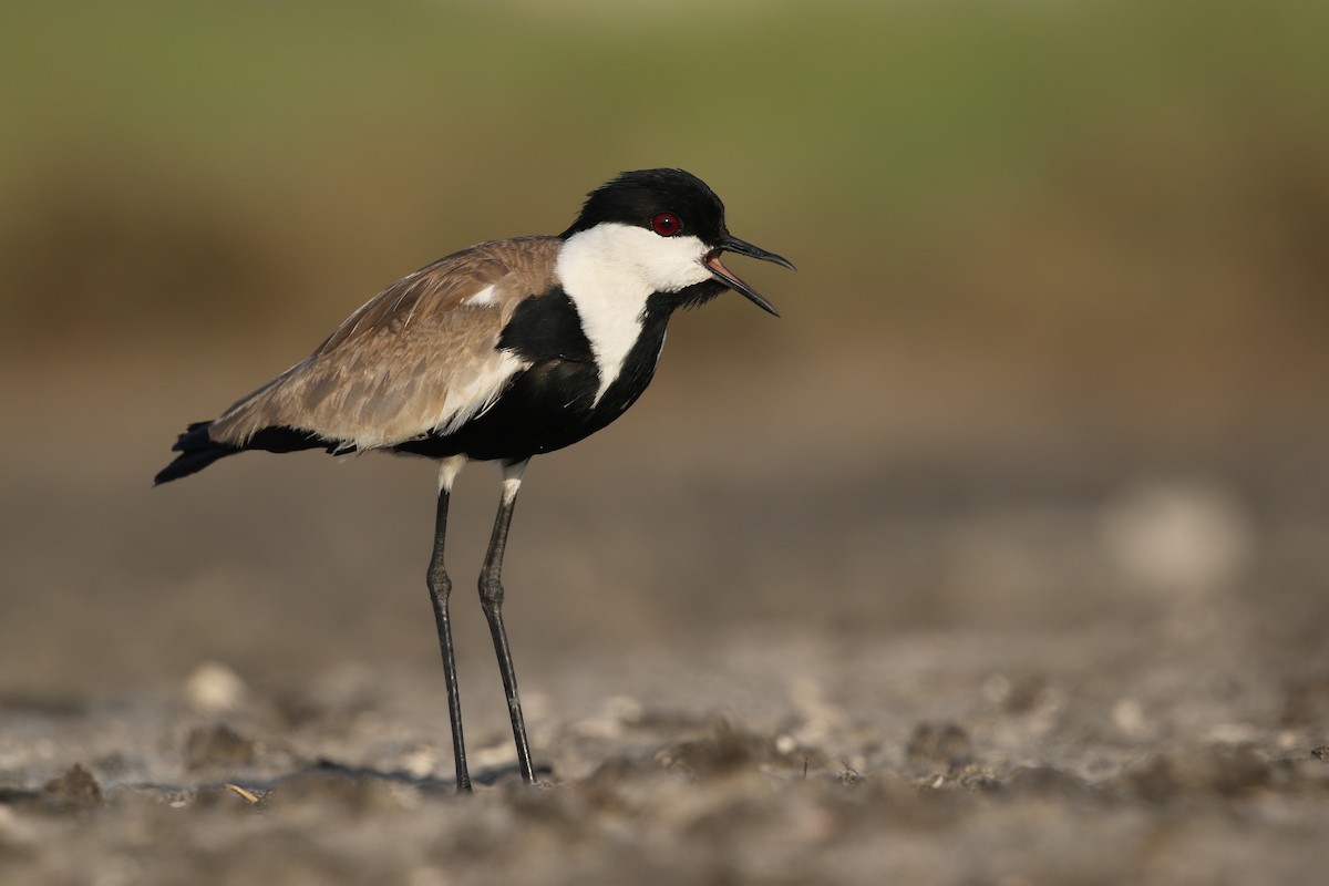 Spur-winged Lapwing - ML365795711
