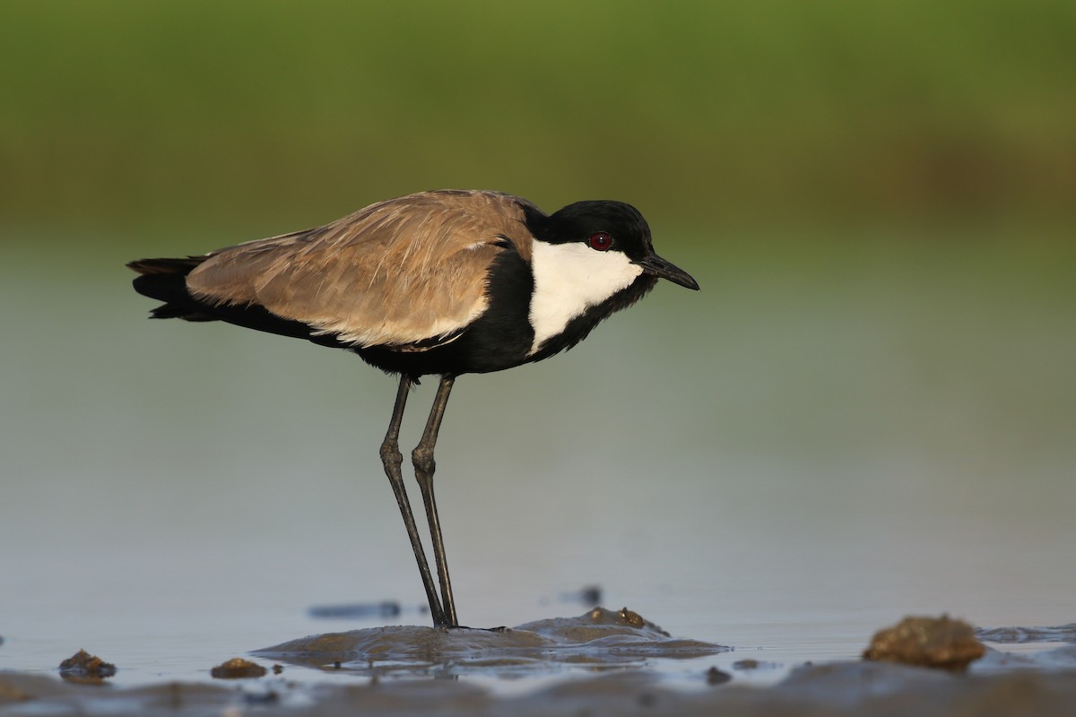 Spur-winged Lapwing - ML365795811