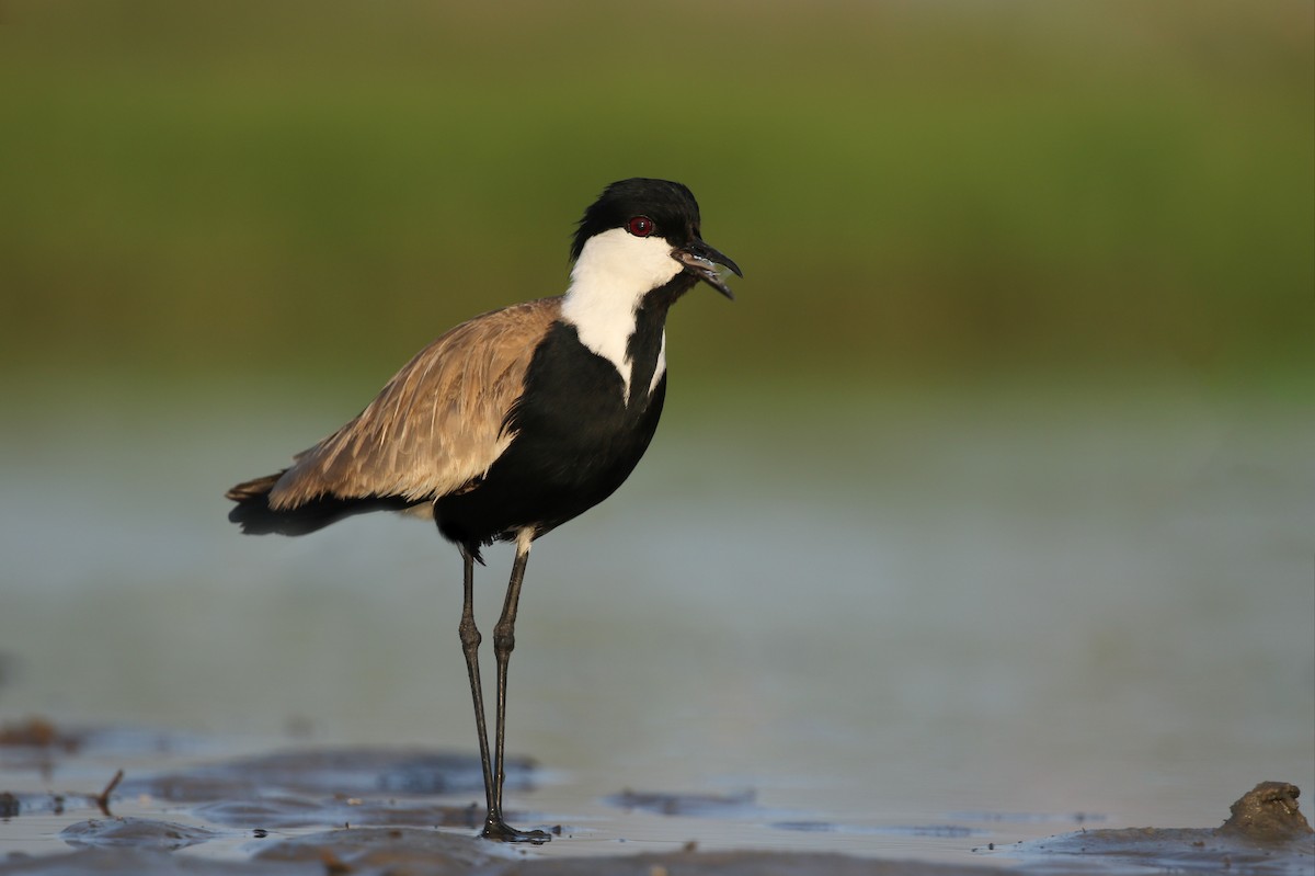 Spur-winged Lapwing - ML365795821