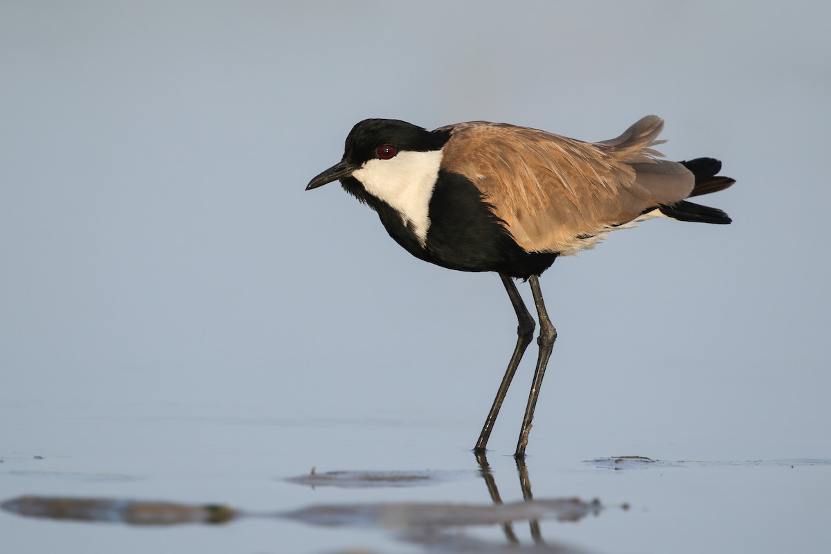 Spur-winged Lapwing - ML365795861