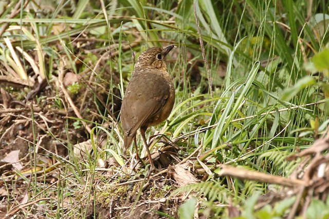 Tawny Antpitta under going Preformative Molt or in Formative Plumage (subspecies&nbsp;<em class="SciName notranslate">quitensis</em>).&nbsp; - Tawny Antpitta - 