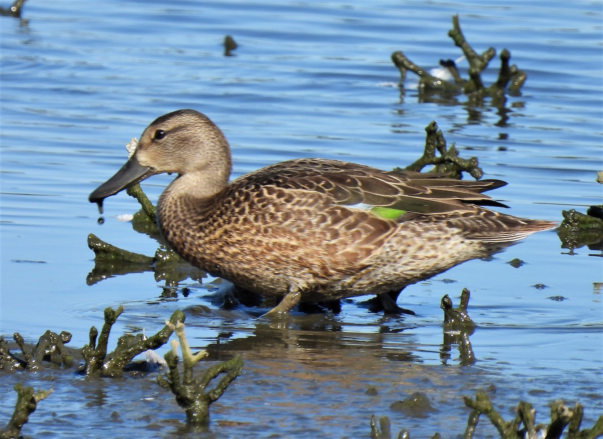 Blue-winged Teal - ML365807271