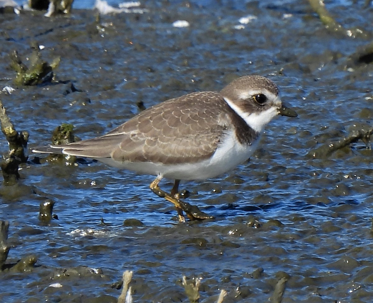 Semipalmated Plover - ML365807561