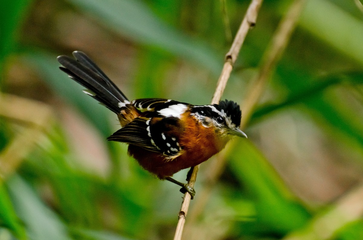 Ferruginous Antbird - Marcos Eugênio Birding Guide