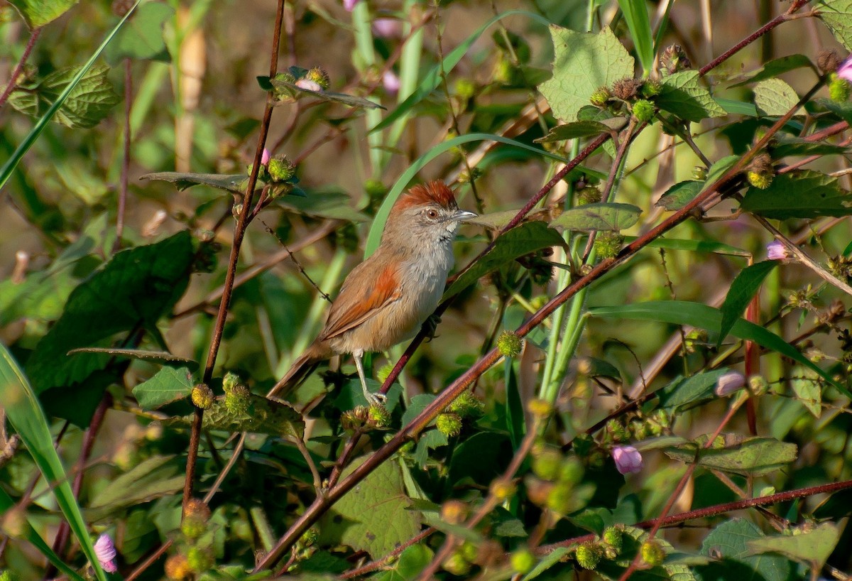Pale-breasted Spinetail - ML365817141