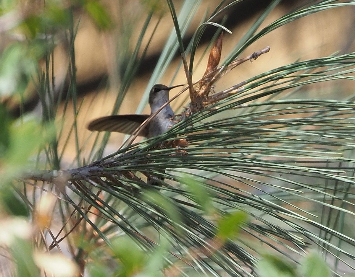 Black-chinned Hummingbird - Aidan Brubaker