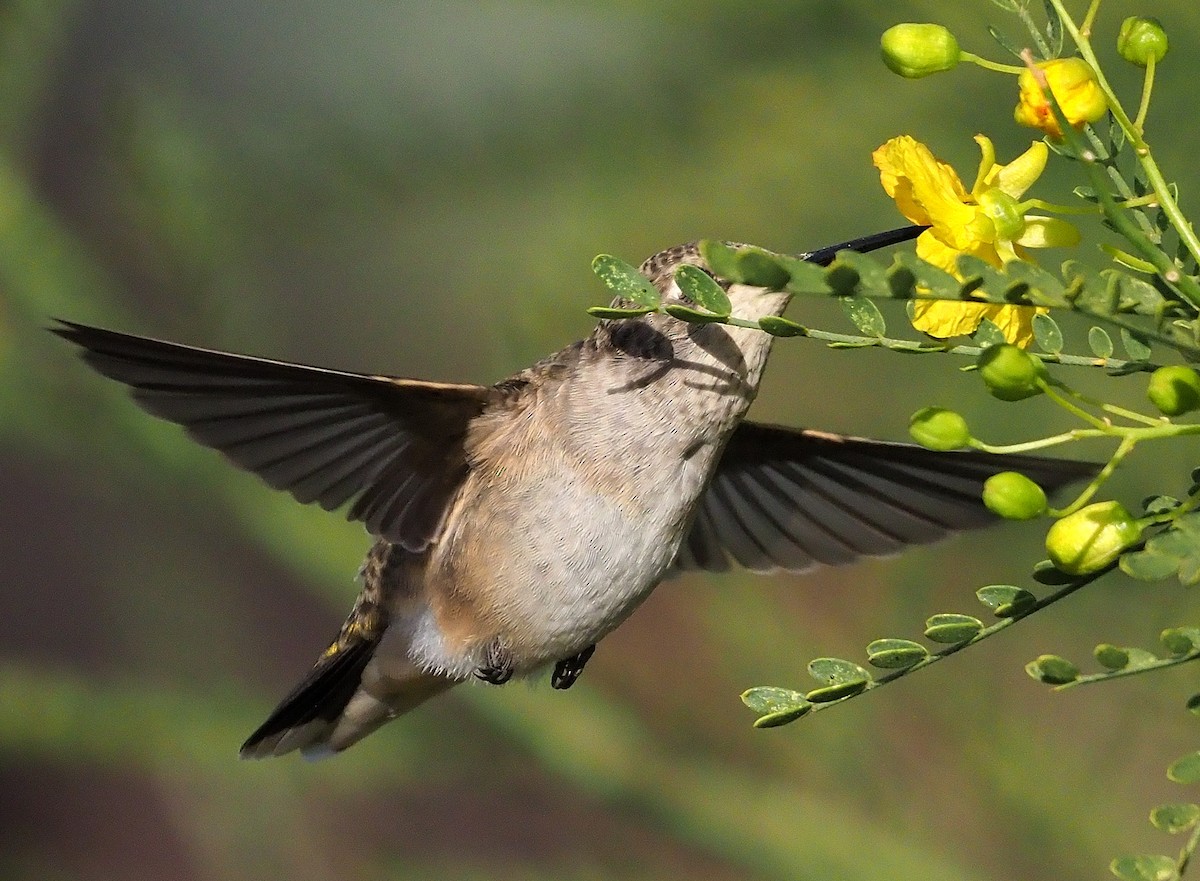 Black-chinned Hummingbird - ML365817841