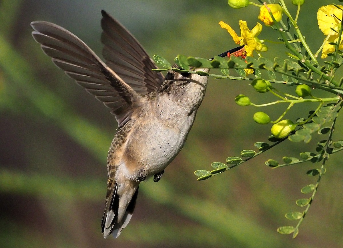 Black-chinned Hummingbird - ML365817851