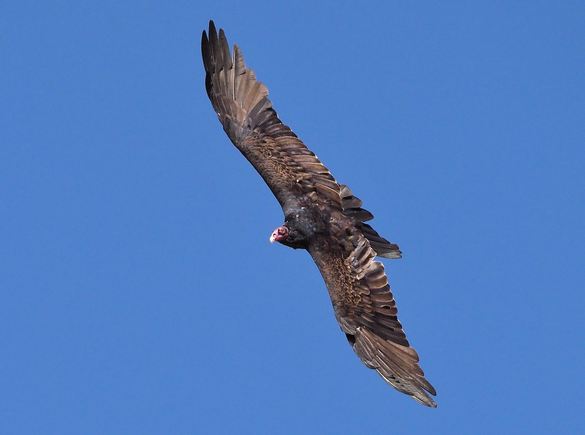 Turkey Vulture - ML365818211