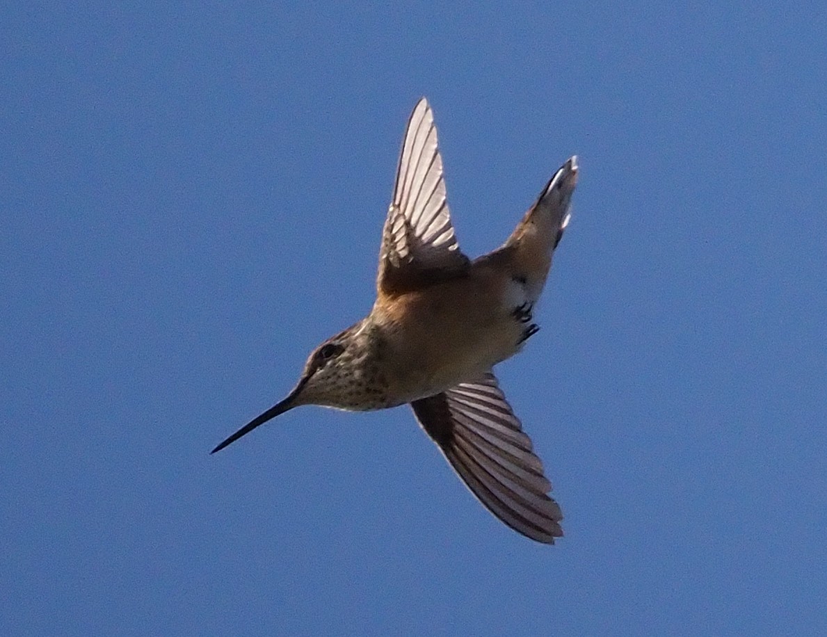 Rufous Hummingbird - ML365818501