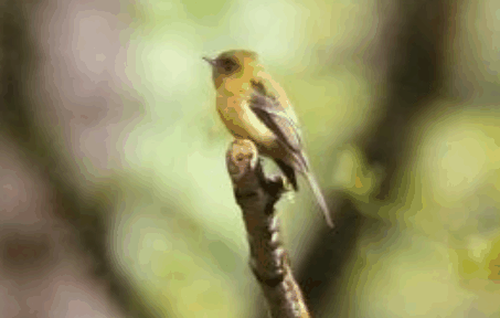 Tufted Flycatcher - David Russell