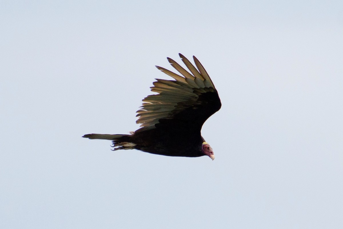 Turkey Vulture - Marcos Eugênio Birding Guide