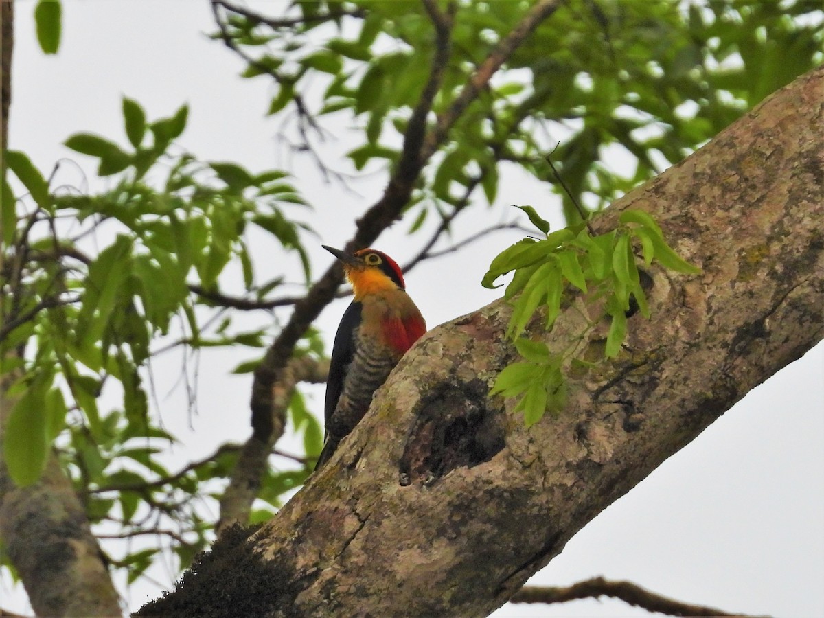 Yellow-fronted Woodpecker - Horacio García