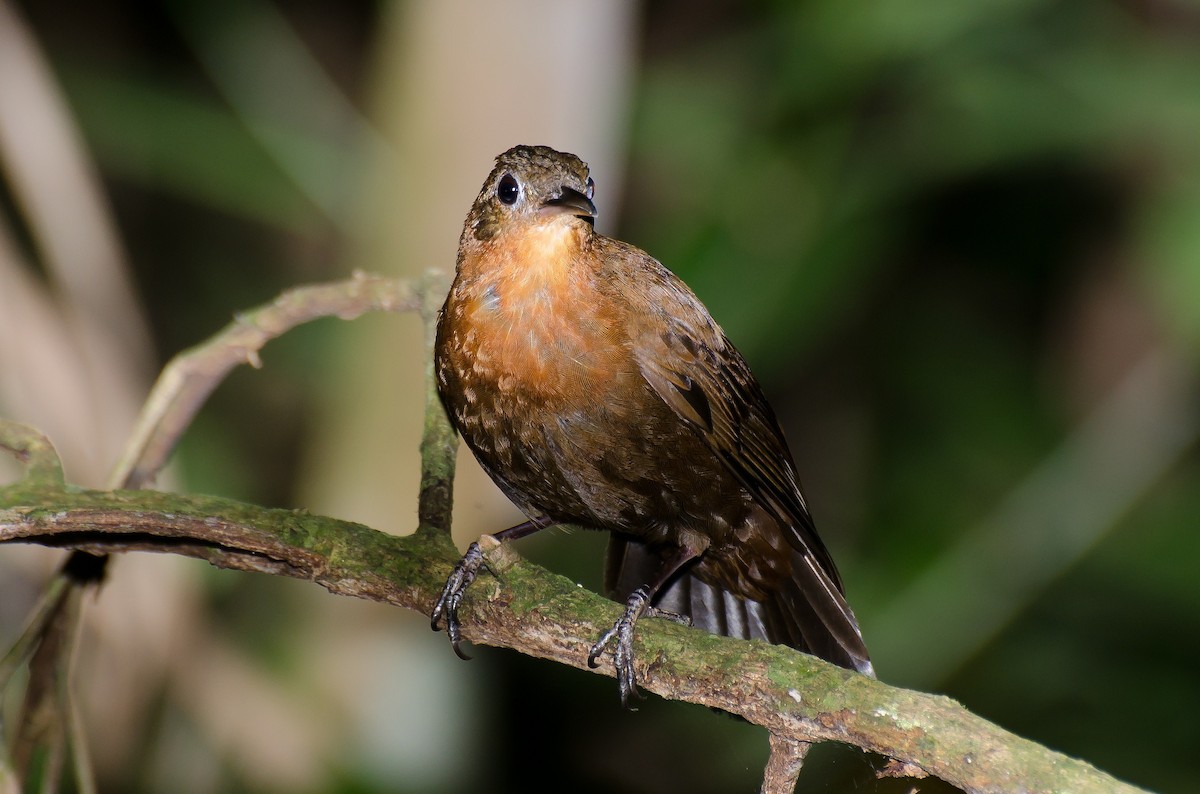 South American Leaftosser - Marcos Eugênio Birding Guide