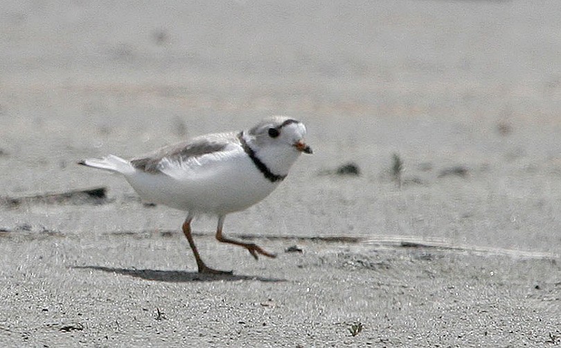 Piping Plover - ML365828131