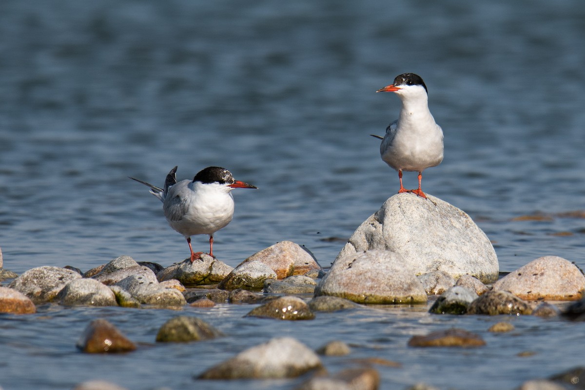 Forster's Tern - Forrest English