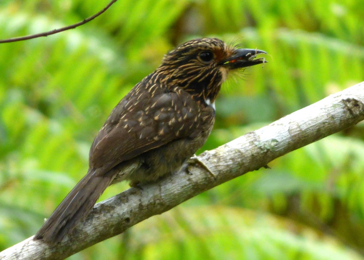 Crescent-chested Puffbird - Laurie Koepke
