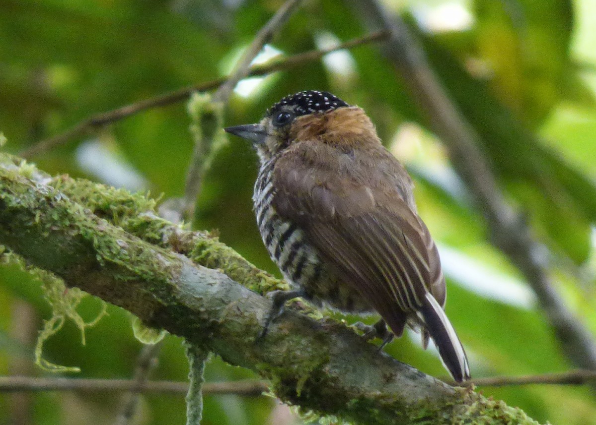 Ochre-collared Piculet - Laurie Koepke