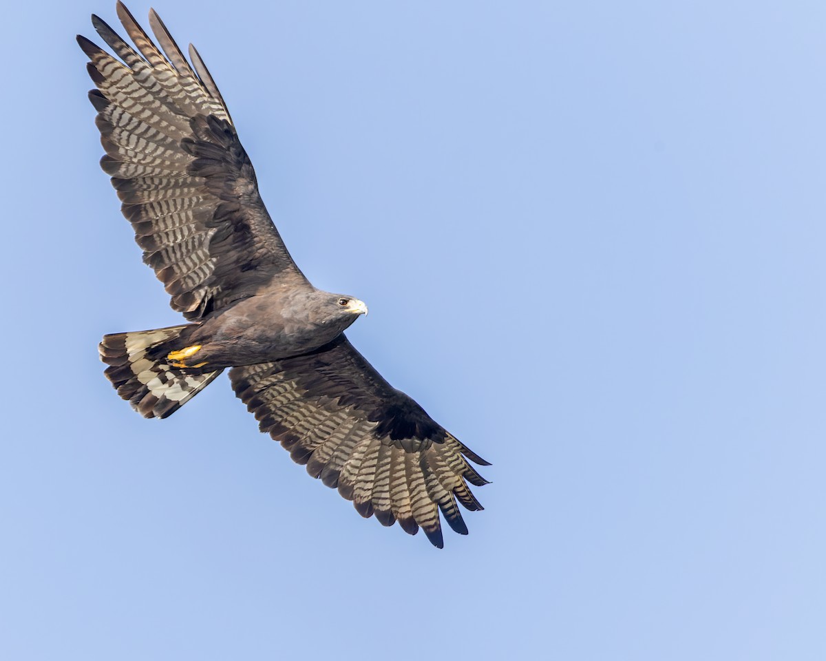 Zone-tailed Hawk - ML365834601