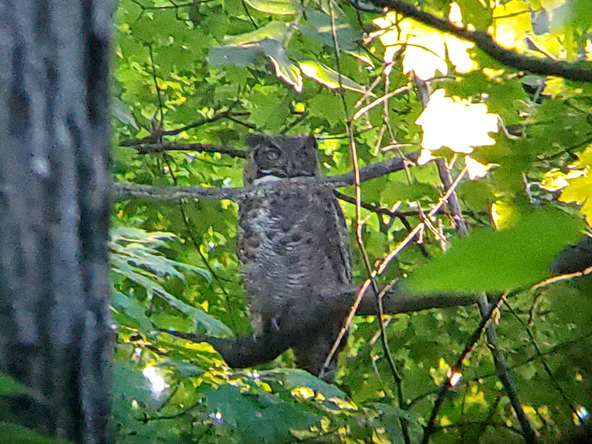 Great Horned Owl - ML365838091