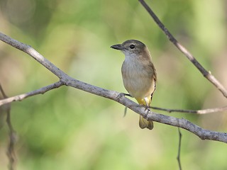  - Yellow-throated Whistler (Banda Sea)