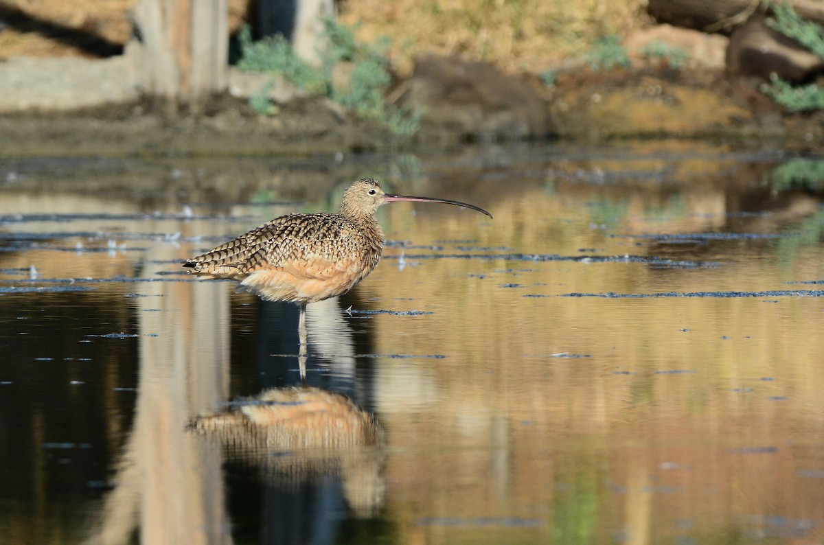 Long-billed Curlew - ML365839071