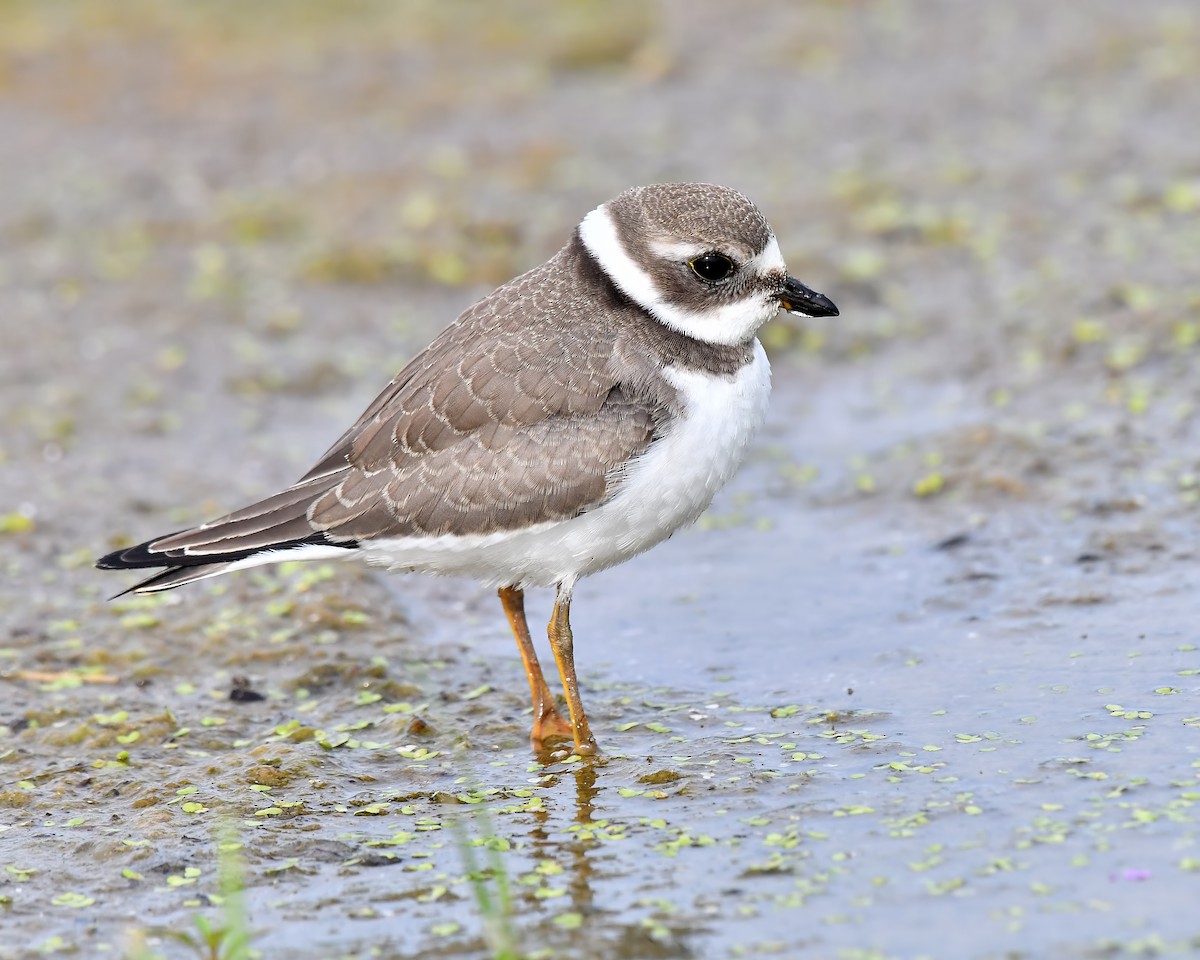 Semipalmated Plover - ML365842961