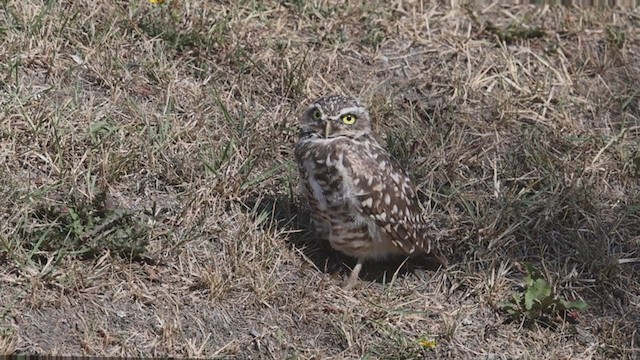 Burrowing Owl - ML365843351
