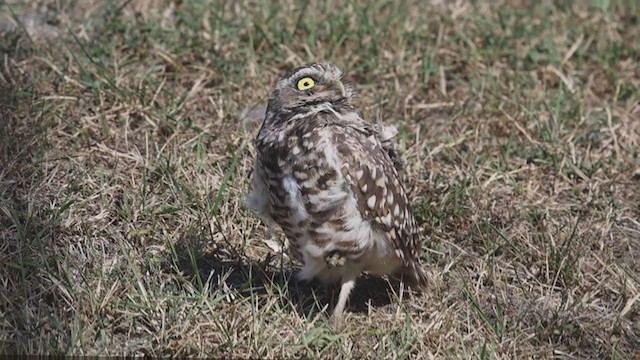 Burrowing Owl - ML365846191