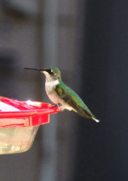Ruby-throated Hummingbird - ML365847191