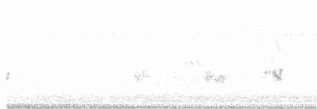 Weißgesicht-Stelzenläufer - ML365847371