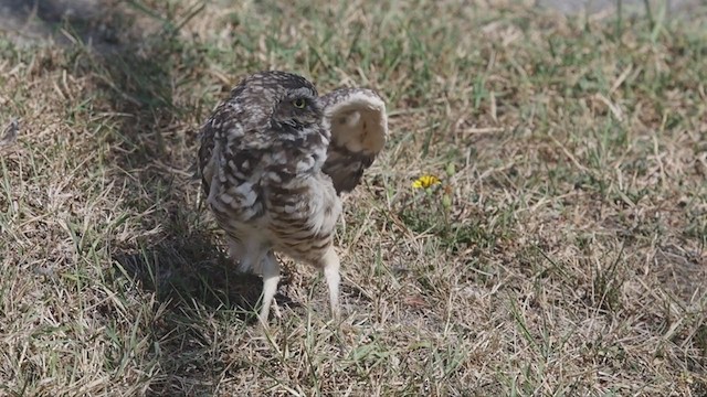 Burrowing Owl - ML365847661