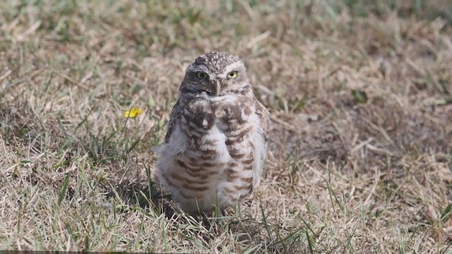 Burrowing Owl - ML365850941