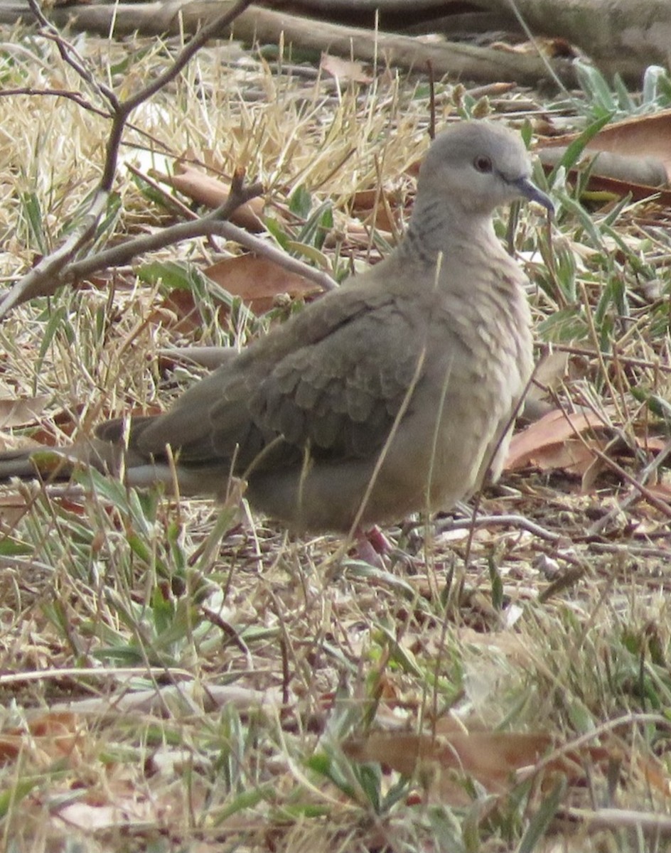 Spotted Dove - ML365856971
