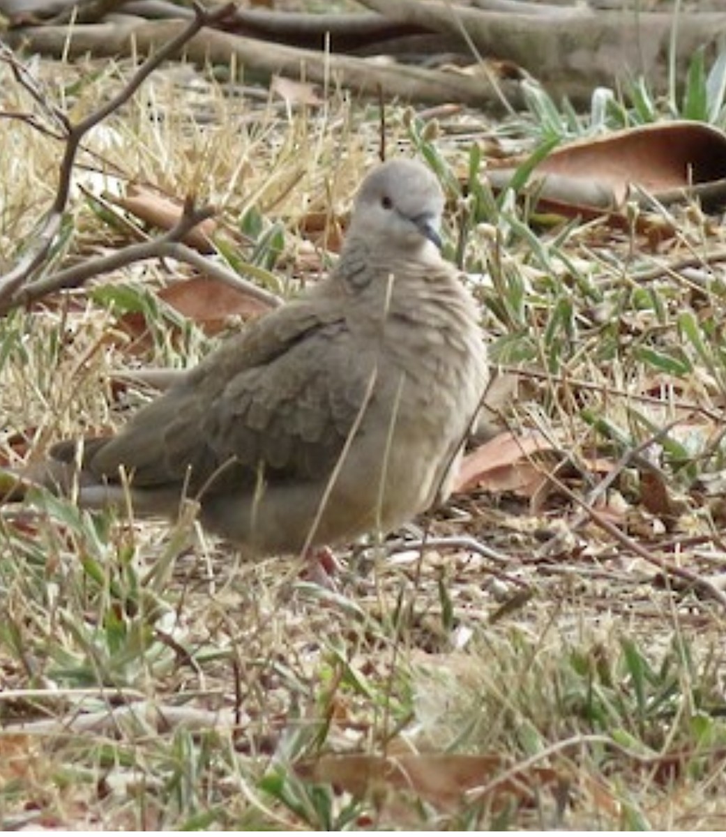 Spotted Dove - ML365856981