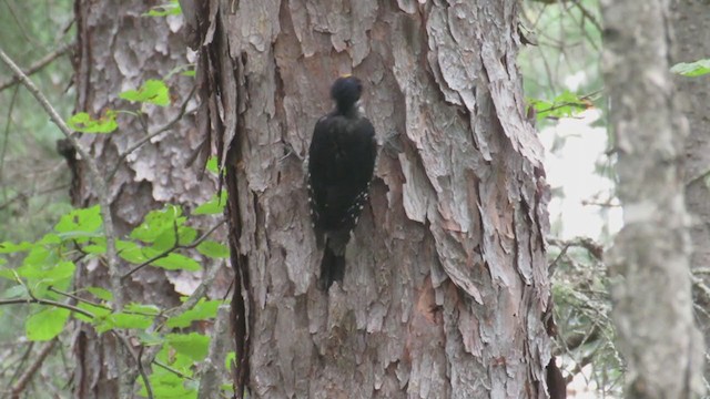 Black-backed Woodpecker - ML365857851