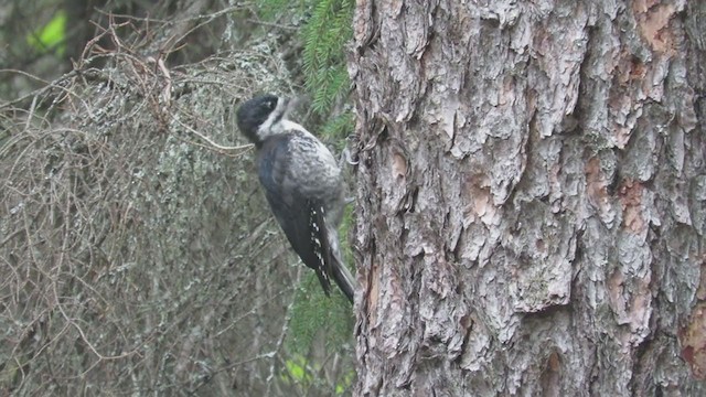 Black-backed Woodpecker - ML365858781