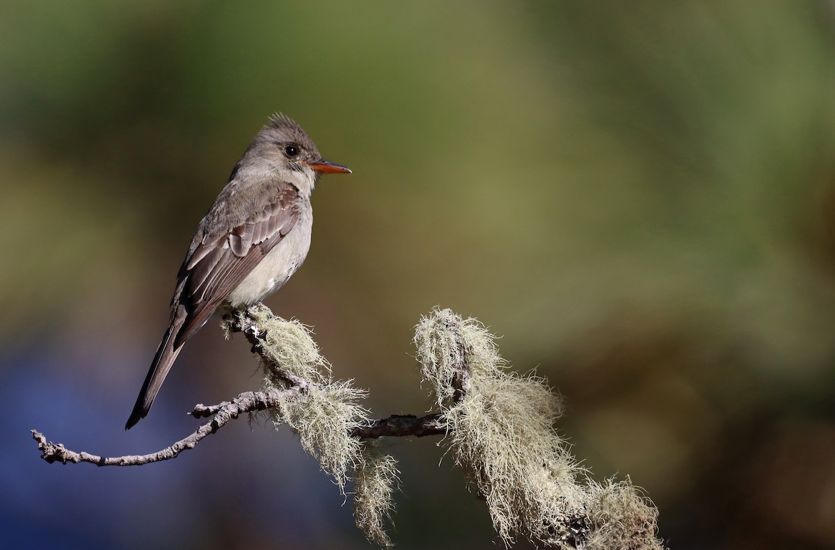 Greater Pewee (Mexican) - Luke Seitz