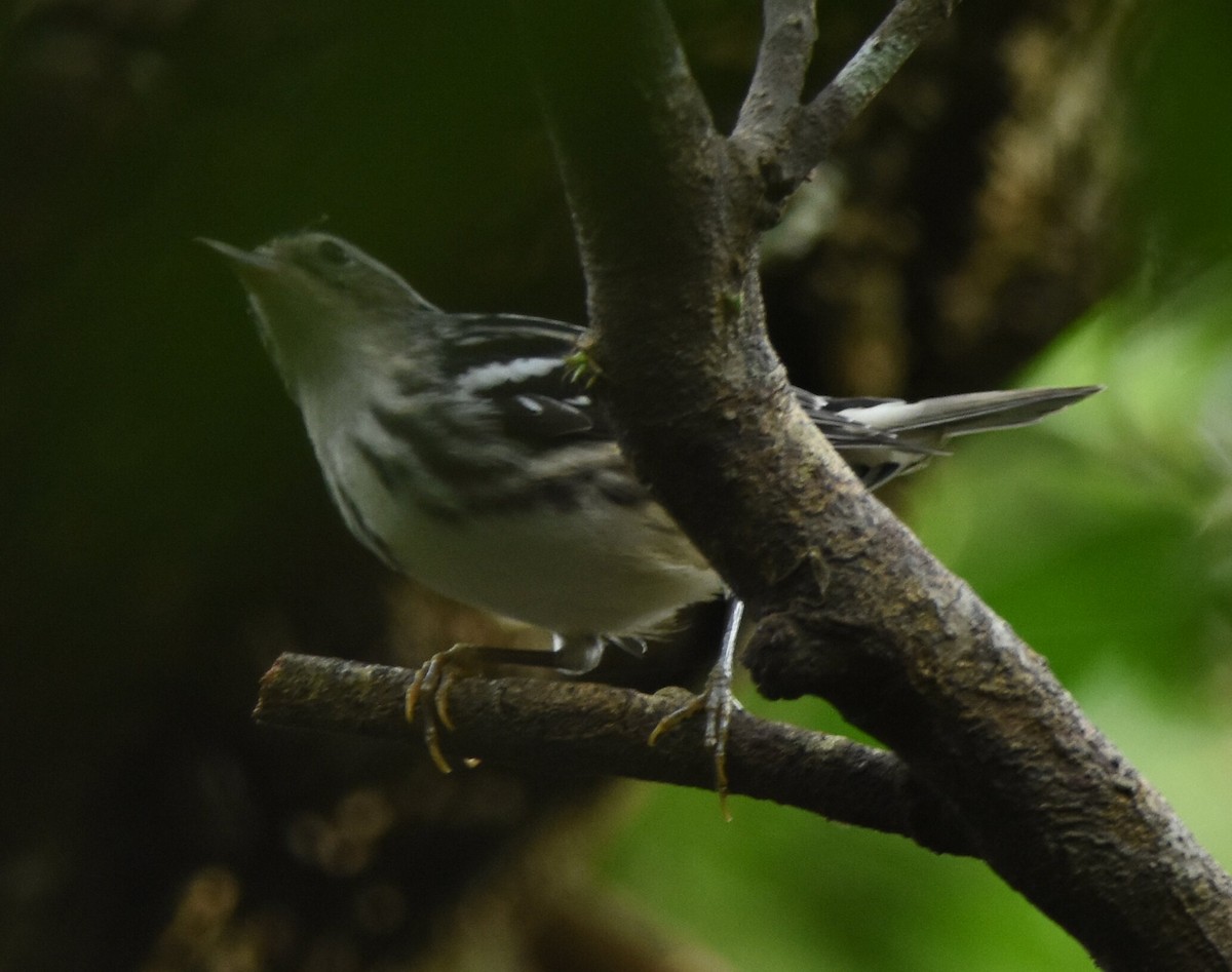 Black-and-white Warbler - ML365862231