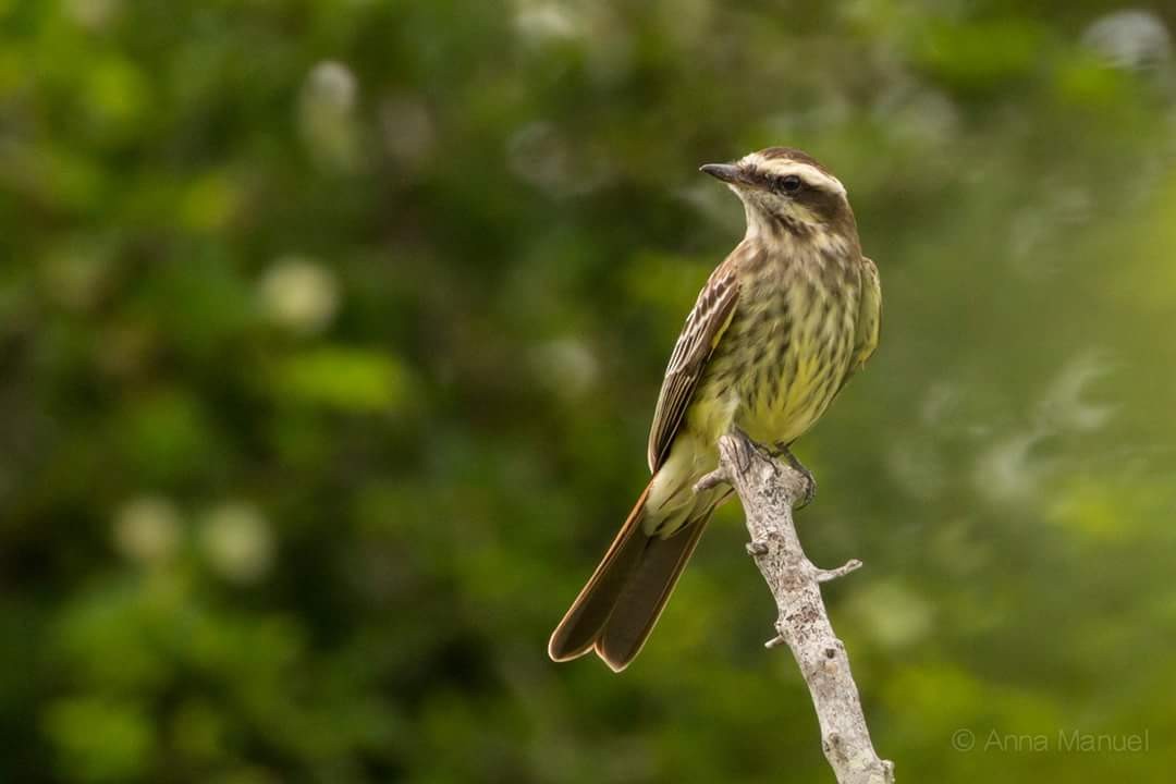 Variegated Flycatcher - Anonymous