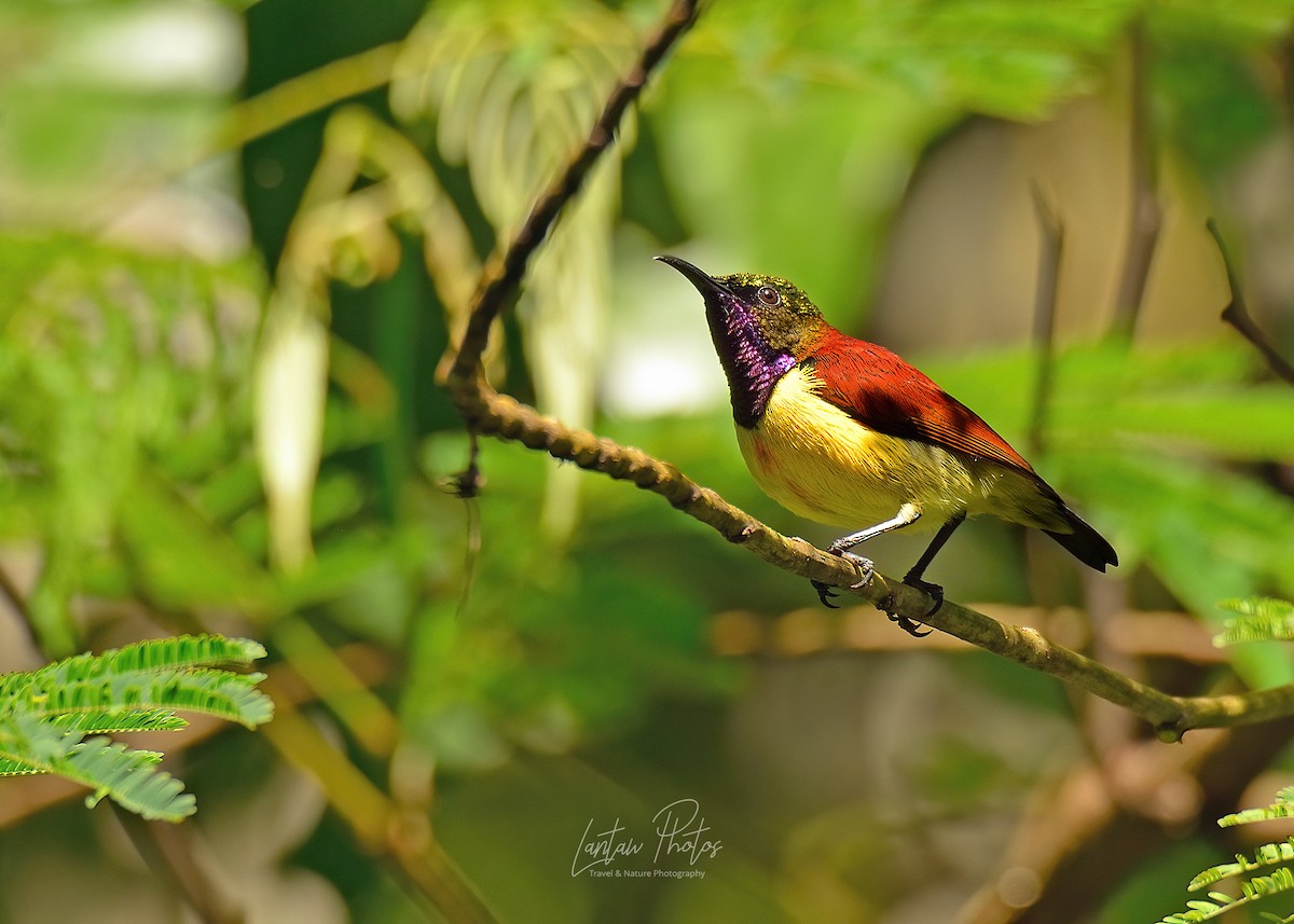 Purple-throated Sunbird - Allan Barredo