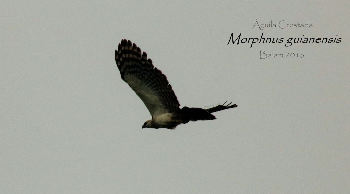 Crested Eagle - Marcio  Martinez